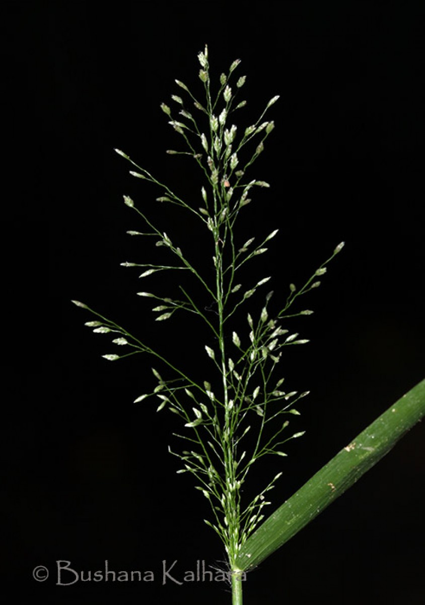 Eragrostis viscosa (Retz.) Trin.